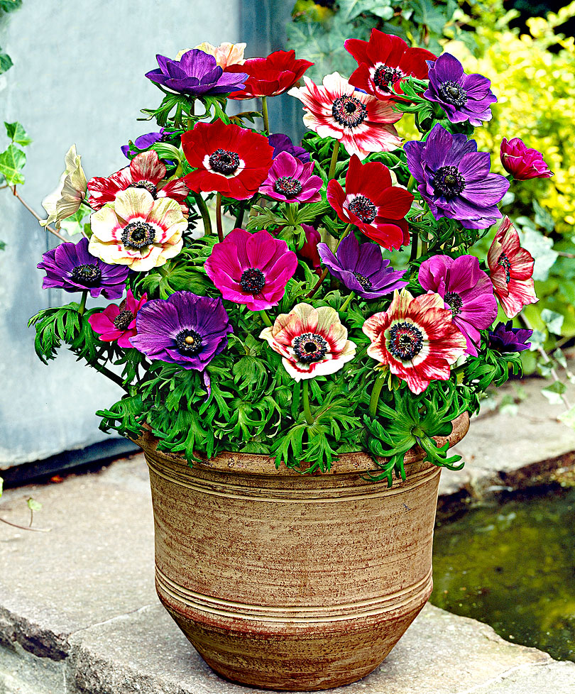 ANEMONE FANTASY JASMINE P19 H75