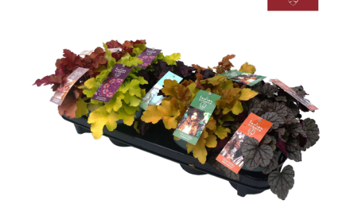 Heuchera Indian Summer Mix P12/15