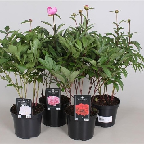 PAEONIA MIX P14 H40