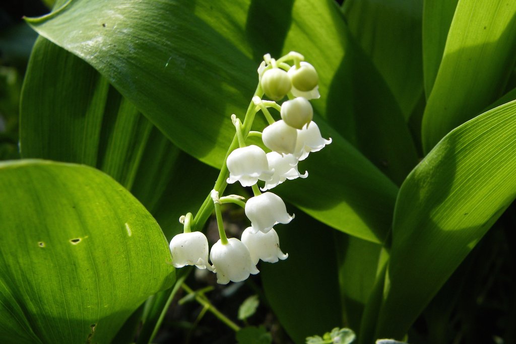 CONVALLARIA MAJALIS P9