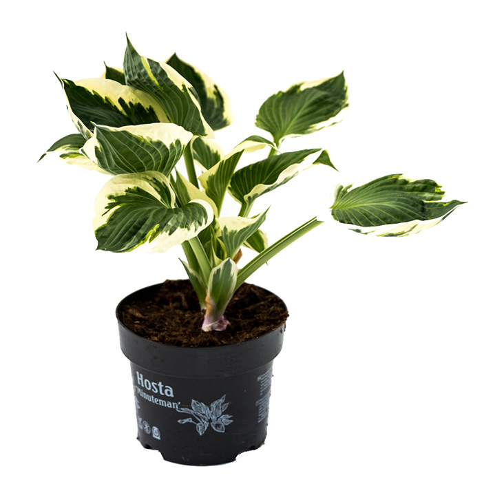 Hosta Autumn Frost