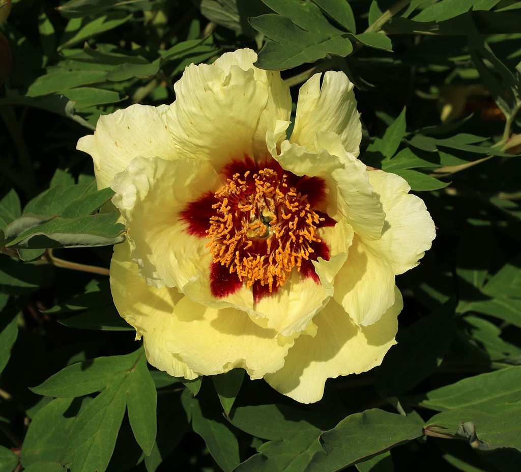 PAEONIA MIX P19 H70 (PINK, RED, WHITE)