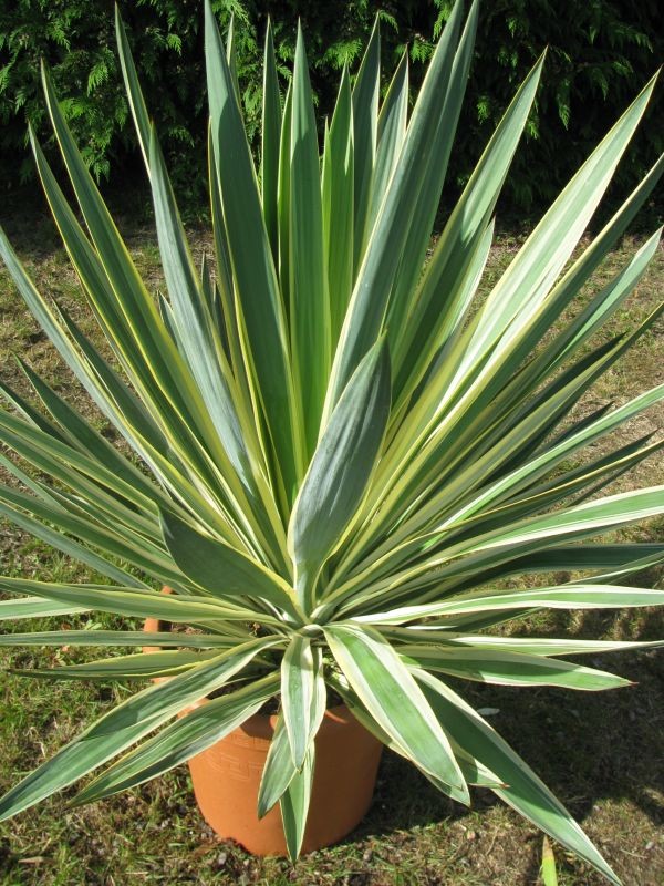 YUCCA GLORIOSA C10