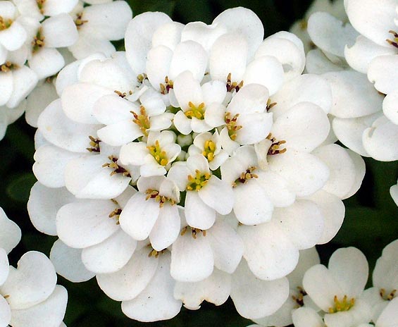 IBERIS SEMPERVIRENS SNOW CONE P13 H25