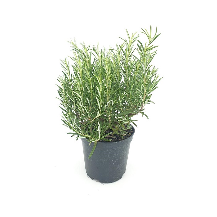 ROSMARINUS OFFICINALIS C25 H 50-60 ROZMARIN