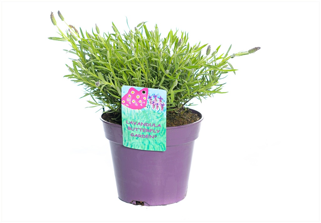 LAVANDA P12