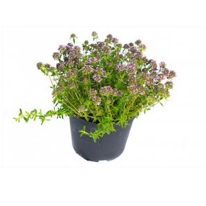 Plante Aromatice Mix P14 H25