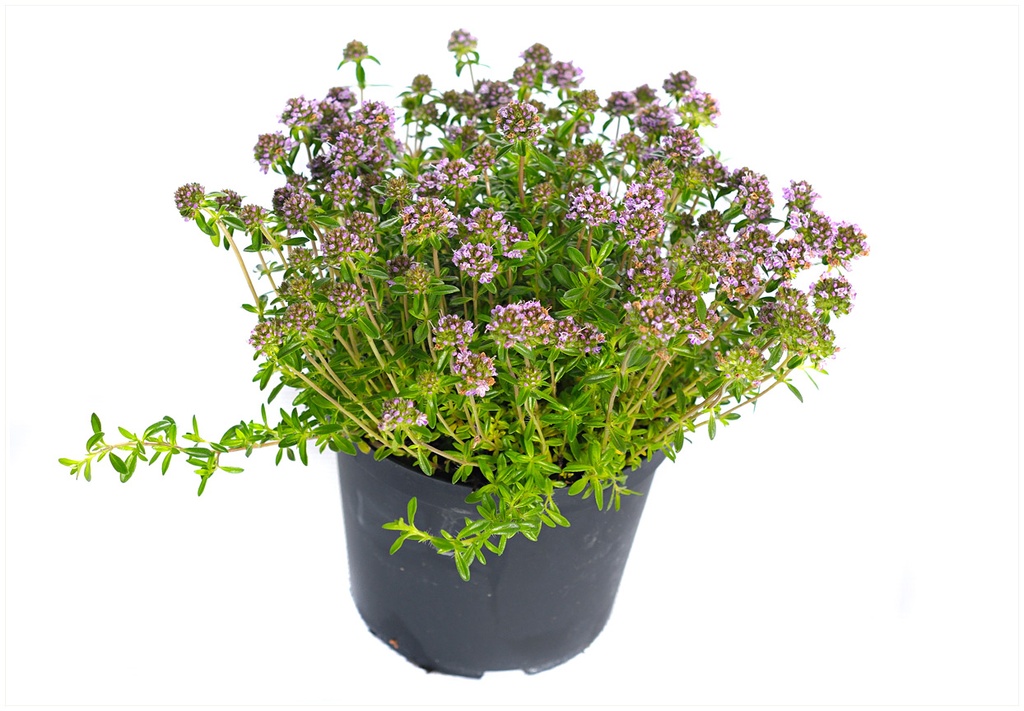 AROMATICE P12cm
