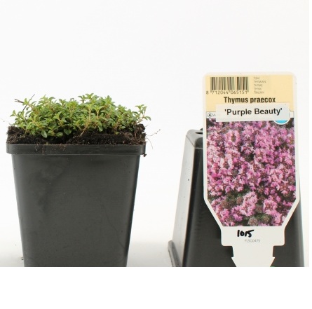 THYMUS PURPLE BEAUTY P13 H10 CIMBRU