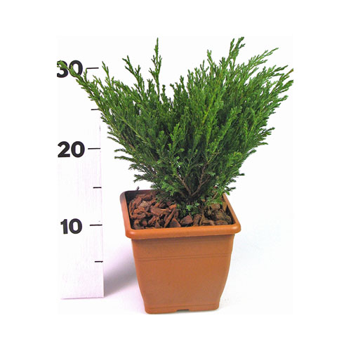 JUNIPERUS STRICTA H1.40