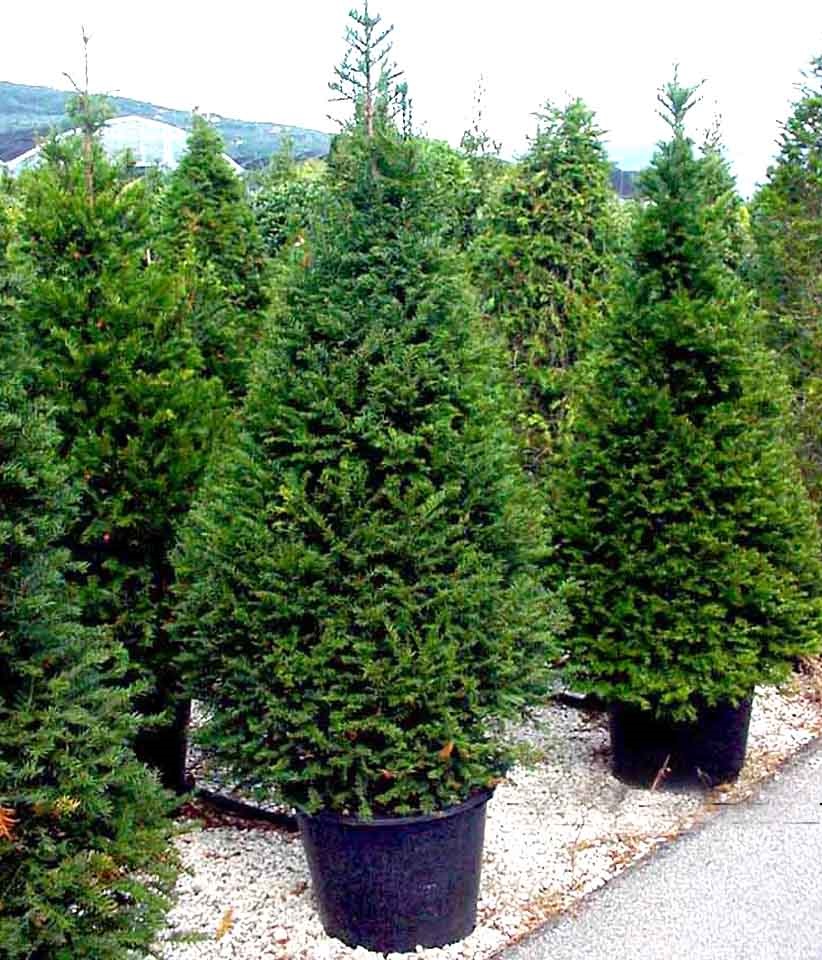 TAXUS BACCATA 175/200 C110 L TISA