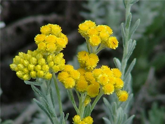 HELICHRYSUM SPLENDIDUM P10 FLORI DE PAI