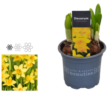 Narcissus 'Tete-a-Tete' P9 H15