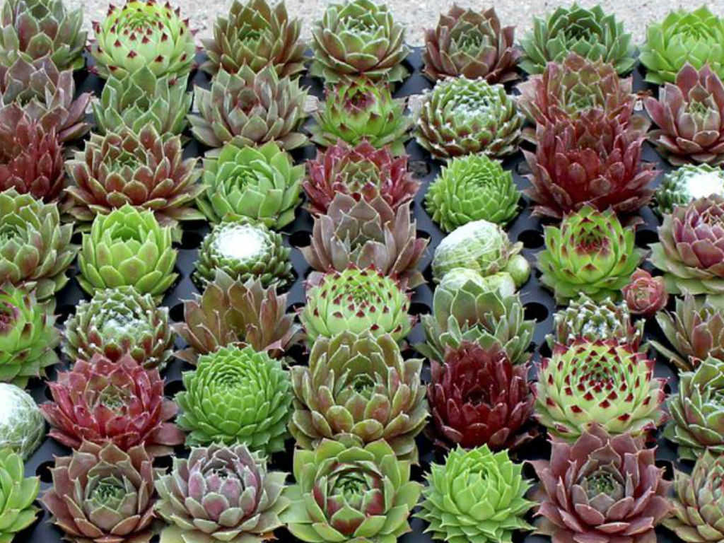 SEMPERVIVUM MIX P13