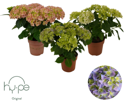 HYDRANGEA MACROPHYLLA MIX P15 H45 HORTENSIA
