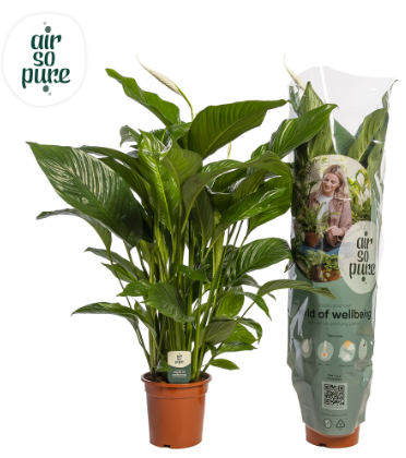 Spathiphyllum 'Sweet Lauretta' P24 H100
