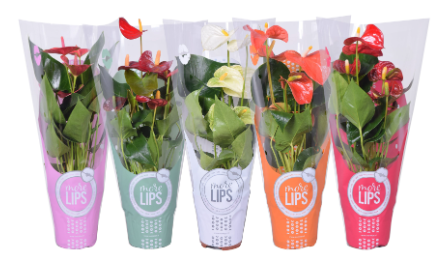 Anthurium (Andreanum Grp) mixed 4 colours P12 H35