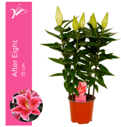 Lilium (Oriental Grp) 'After Eight' P19 H50