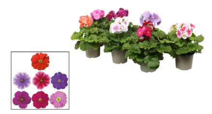 Primula obconica mix P12 H30