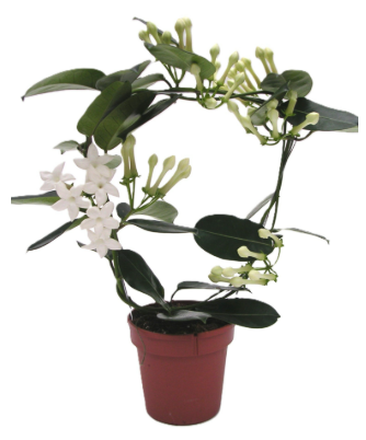 Stephanotis Floribunda P12 H45