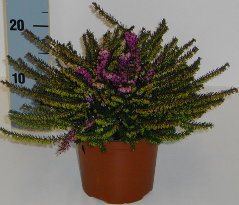 ERICA X DARLEYENSIS ' KRAMER'S ROTE' P11 H20