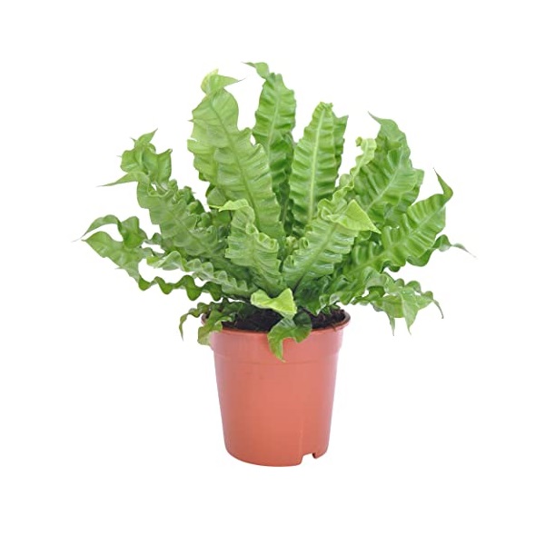 Asplenium Nidus P17 H45
