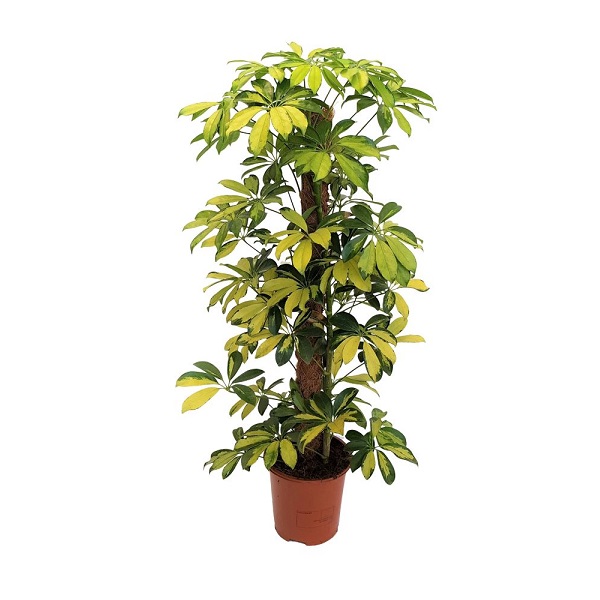 SCHEFFLERA ARBORICA DALTON P21 H105 