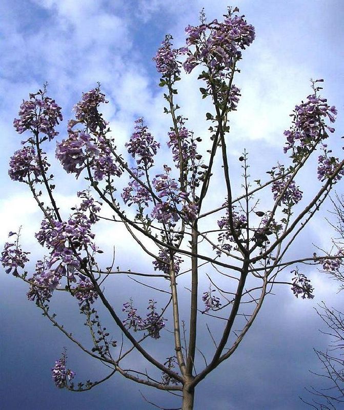 PAULOWNIA TOMENTOSA IMPERIALIS 10\12 C25