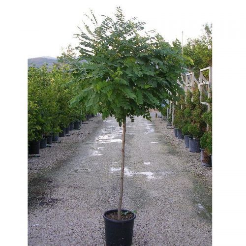 ROBINIA PSEUD. UMBRACULIFERA 10/12 SALCAM