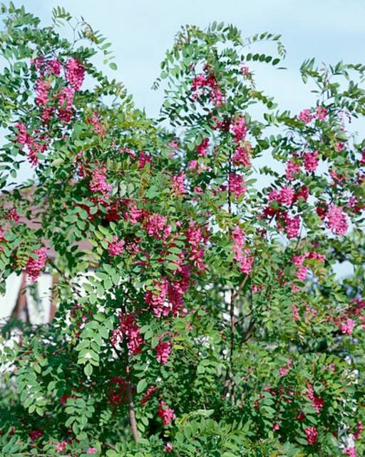 ROBINIA PSEUD. CASQUE ROUGE C35 10/12 SALCAM