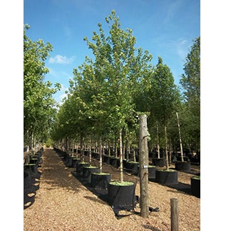 ACER AUTUM BLAZE 20/25 C190 L