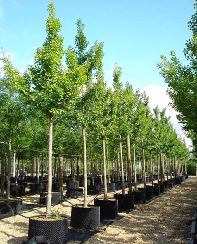 GINKGO BILOBA C. 500/+ COPACUL VIETII
