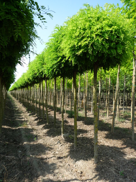ROBINIA PSEUDACACIA UMBRACULIFERA C230L 25/30