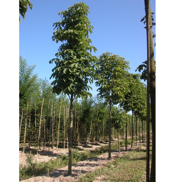 AESCULUS HIPPOCASTANUM C50 10/12 CASTAN