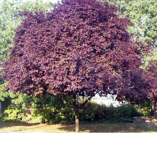 PRUNUS CERASIFERA  NIGRA  8/10 C30L
