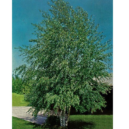 Betula pendula 'Alba' 350/400 Mesteacan