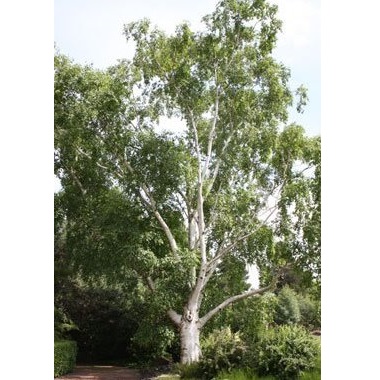 BETULA UTILIS DOORENBOS C35 300/350