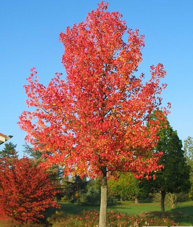 LIQUIDAMBAR STRYACIFLUA C70 300/350