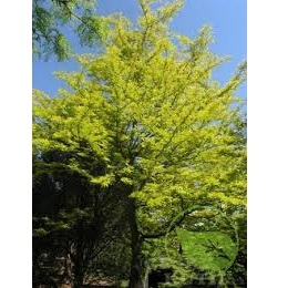  GLEDITSIA TRIACHANTOS 10/12 C30L