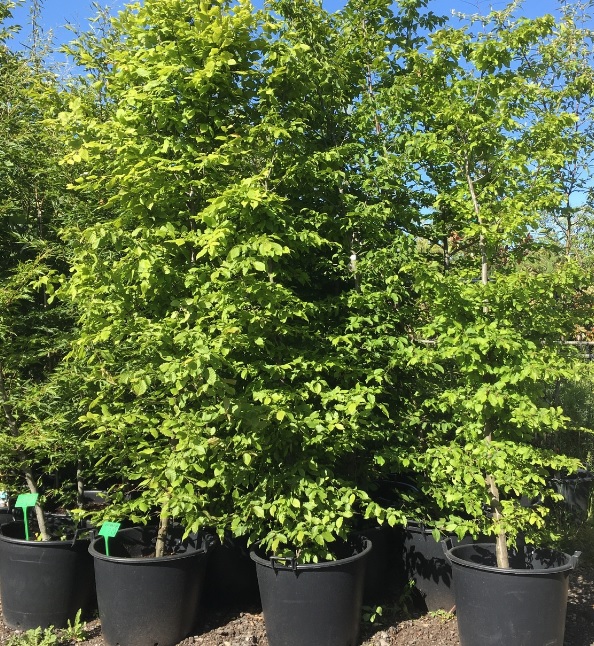 Carpinus Betulus FASTIGIATA 18/20 C160L