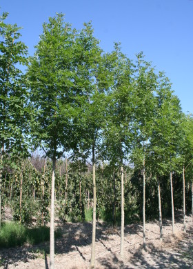 Fraxinus Excelsior Altena C 18/20Frasin