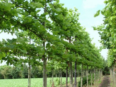 PLATANUS ACERIFOLIA 14/16 EXTRA
