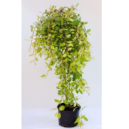 SALIX CAPREA PENDULA C7 SALCIE