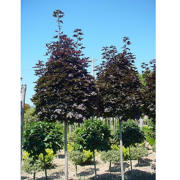 Acer Palm . Dissectum C22l  Artar Japonez