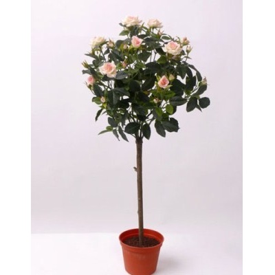 ROSA MINIATUUR STAM P15 H65 TRANDAFIR
