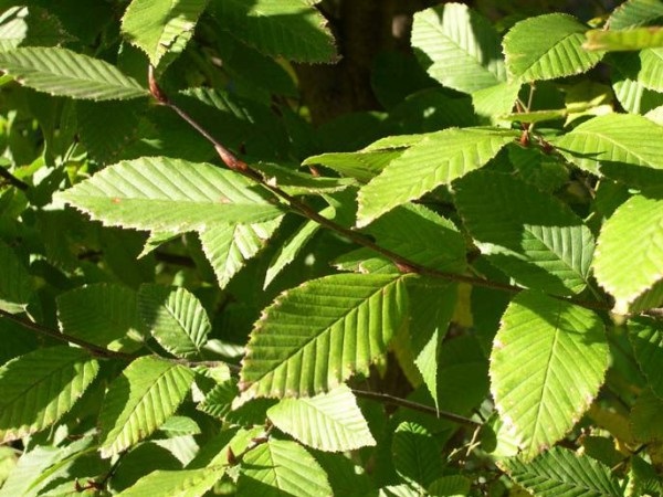 CARPINUS BET. FASTIGIATA 200/250 C35 L CARPEN