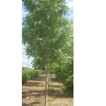 FRAXINUS ORNUS 20/25  C160 L  FRASIN
