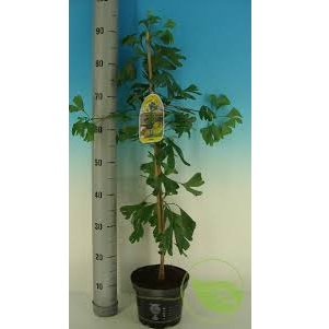 GINKGO BILOBA C160 20-25 COPACUL VIETII