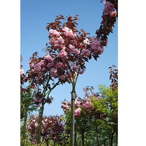 PRUNUS SERRULATA ROYAL BURGUNDY  8/10 C35 L CIRES JAPONEZ