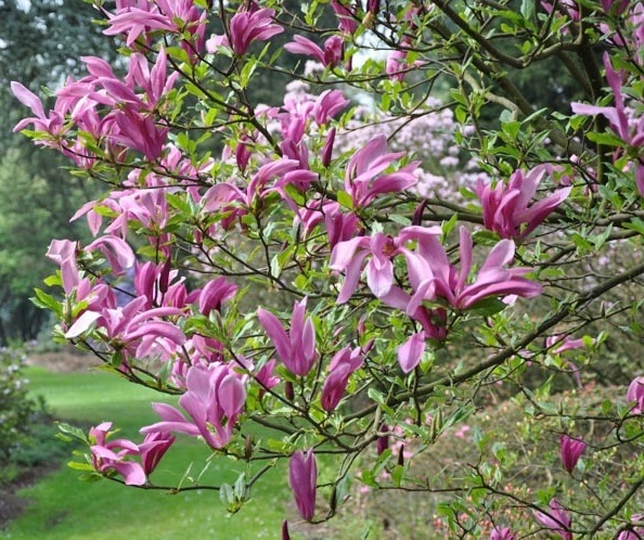MAGNOLIA SOULANGEANA 18/20 BALOT